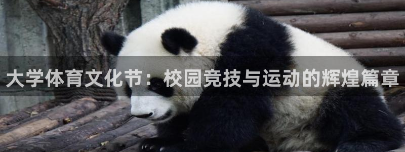 大学体育文化节：校园竞技与运动的辉煌篇章